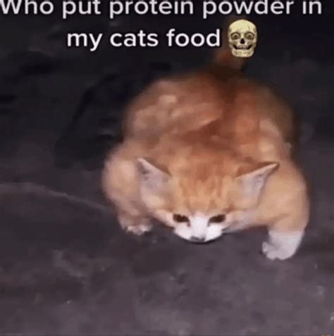 cat protein meme|buff cat protein gallery.